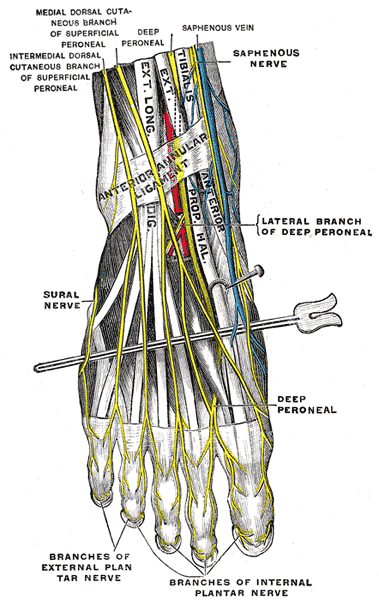 Nerves of the dorsum of the foot.