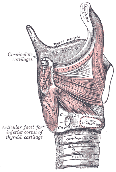 Muscles of larynx. Side view. Right lamina of thyroid cartilage removed.