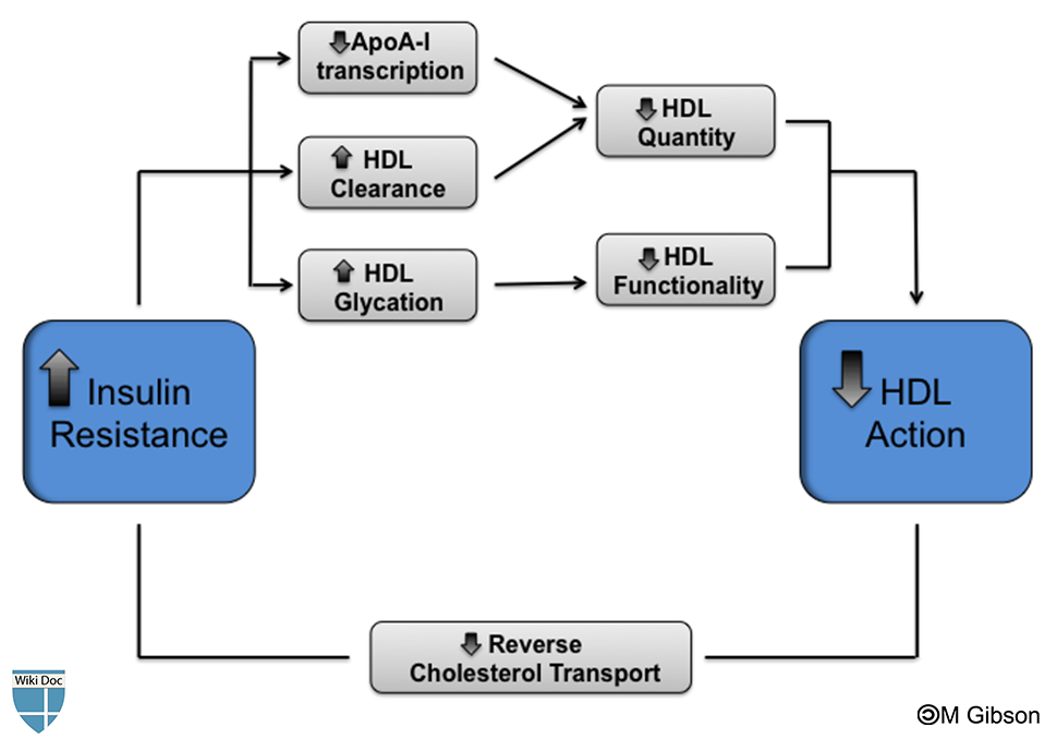 the self perpetuating bidirectional relationship between insulin resistance and low HDL