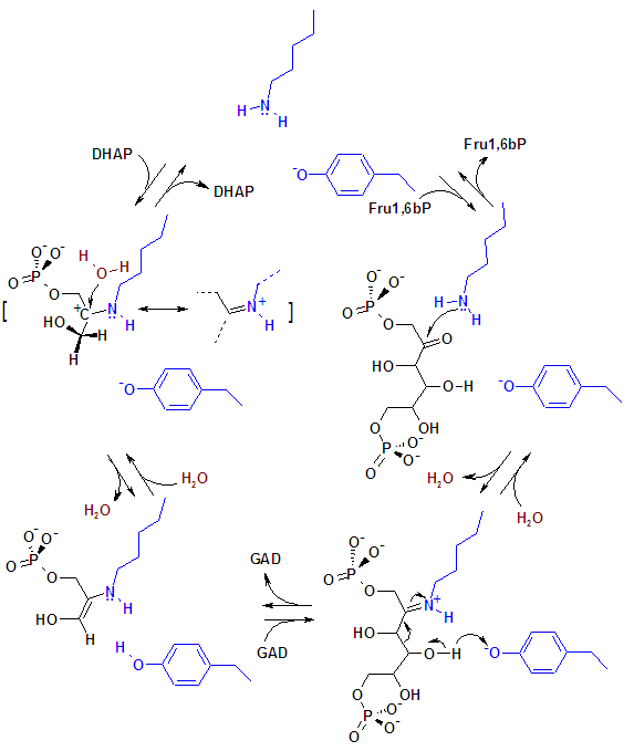 Reaction mechanism for aldol cleavage of fructose 1,6-bisphosphate