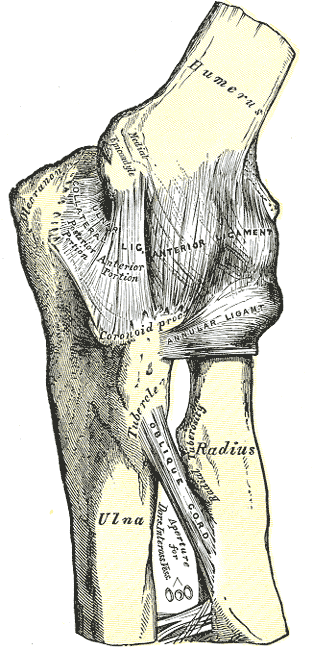 Left elbow-joint, showing anterior and ulnar collateral ligaments.