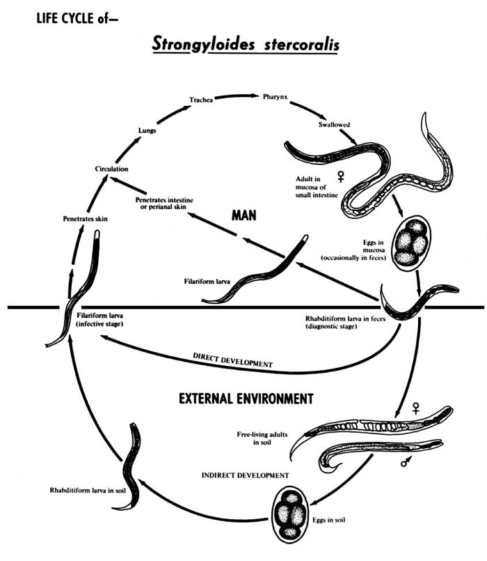 Diagram depicting the various stages in the life cycle of the Strongyloides stercoralis nematode. From Public Health Image Library (PHIL). [1]