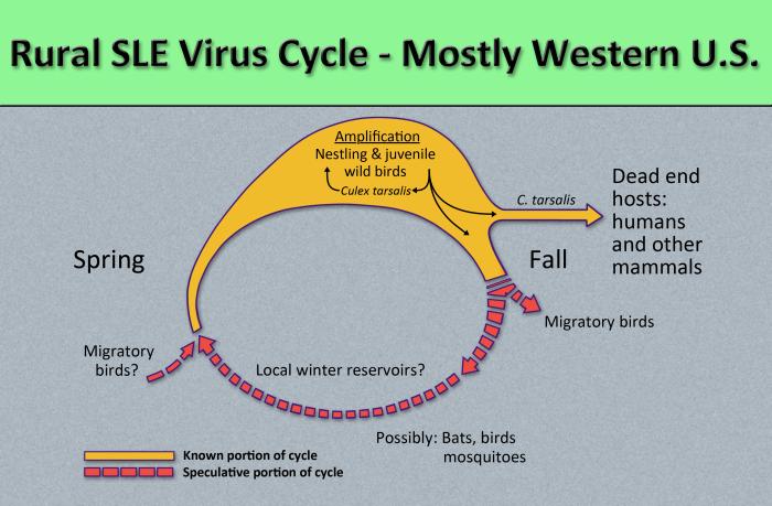 Diagram illustrates the methods by which the arbovirus, St. Louis encephalitis virus, reproduces and amplifies itself in rural avian populations, and transmitted to dead end hosts including humans and other mammals by the Culex tarsalis mosquito. From Public Health Image Library (PHIL). [12]