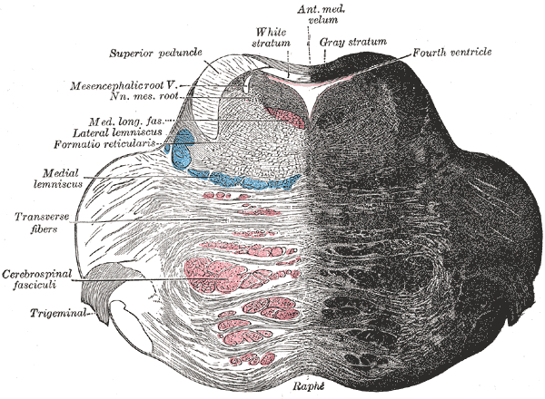 Coronal section of the pons, at its upper part.