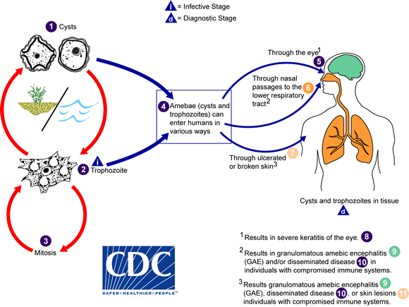 Acanthamoeba Life Cycle Adapted from CDC