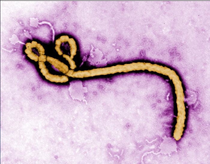 File:Ebola virus2.png