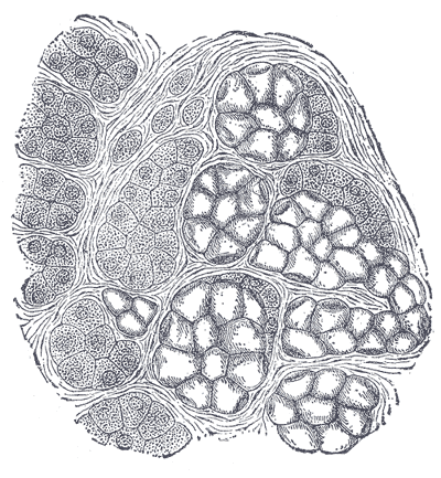 Human submaxillary gland. At the right is a group of mucous alveoli, at the left a group of serous alveoli.