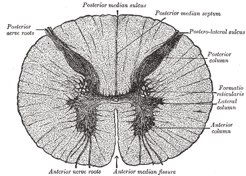 Cross-section through the spinal cord at the mid-thoracic level.