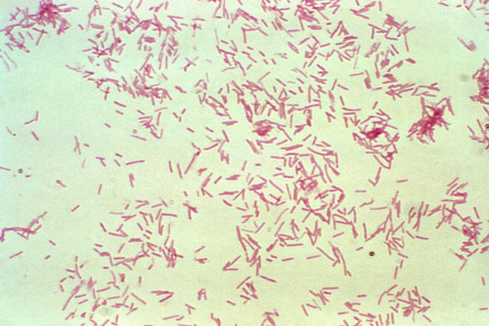File:Bacteroides20.jpeg