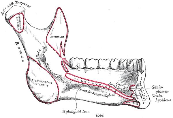 Mandible. Inner surface. Side view.