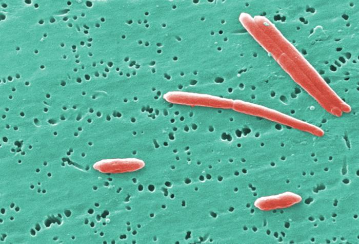 This digitally-colorized scanning electron micrograph (SEM) depicted a small grouping of Gram-negative Sebaldella termitidis bacteria.From Public Health Image Library (PHIL). [7]