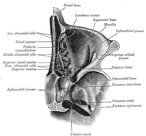 Horizontal section of nasal and orbital cavities.