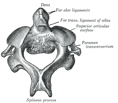 Second cervical vertebra, or epistropheus, from above.