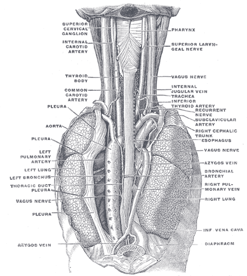 Diagram of thorax showing the esophagus and surrounding structures.