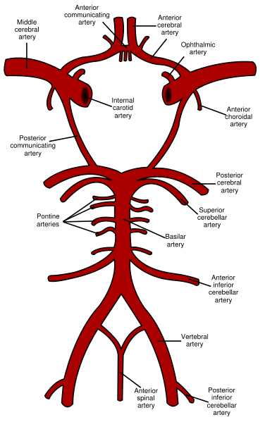 Diagram of the arterial circulation at the base of the brain.