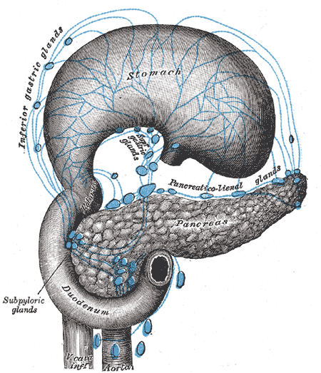 Lymphatics of stomach, etc. The stomach has been turned upward.