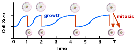 Cell cycle and growth