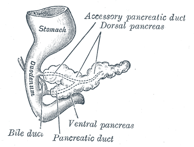 Pancreas of a human embryo at end of sixth week.