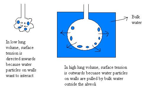 Surface tension and lung volume.jpg