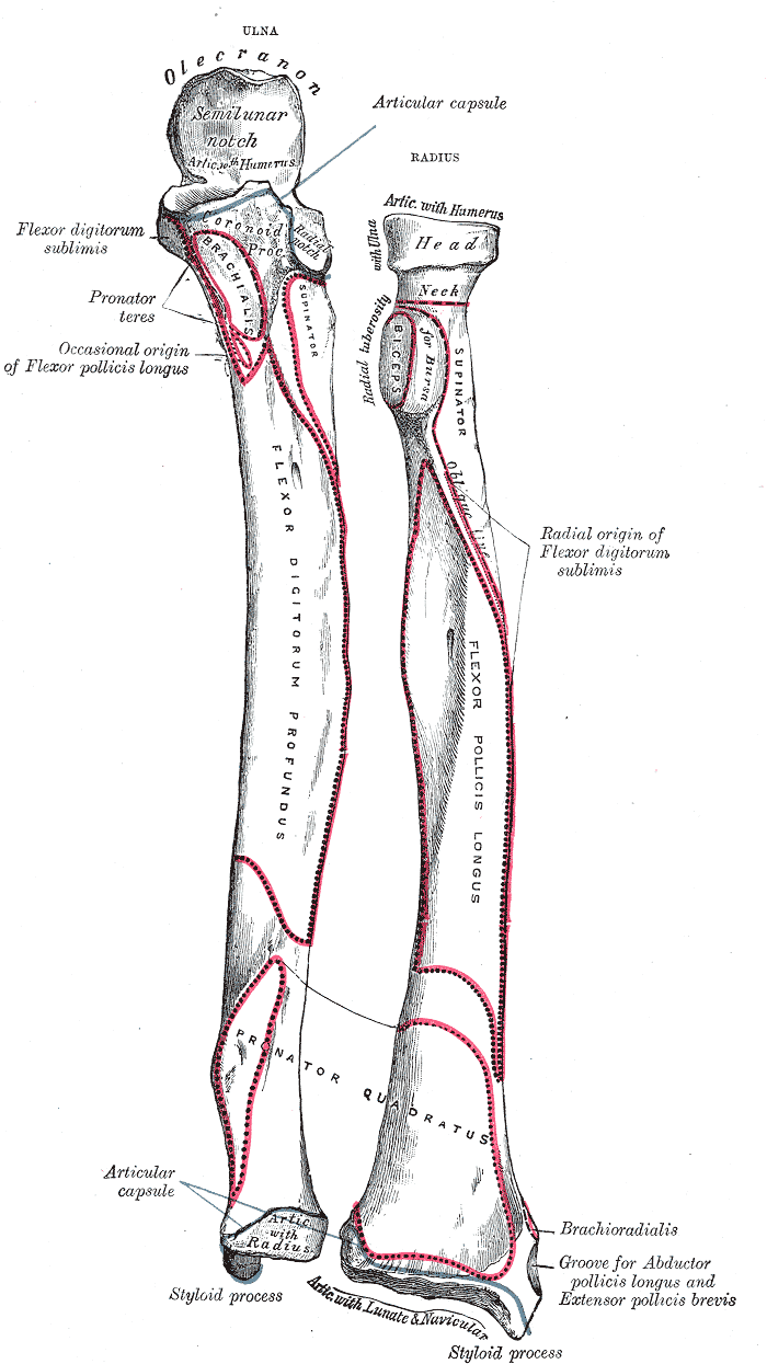 Bones of left forearm. Anterior aspect.