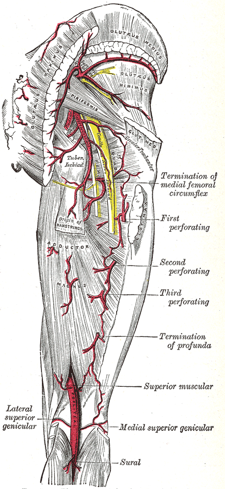 The arteries of the gluteal and posterior femoral regions.