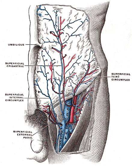 The femoral vein and its tributaries.