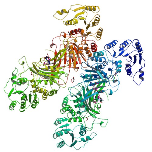 PBB Protein G6PD image.jpg