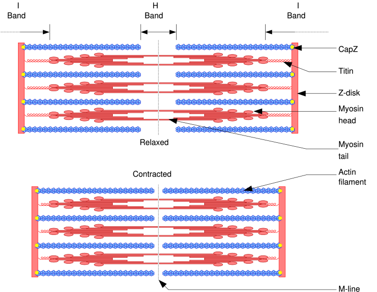 Diagram showing the muscle fibers in relaxed (above) and contracted (below) positions.