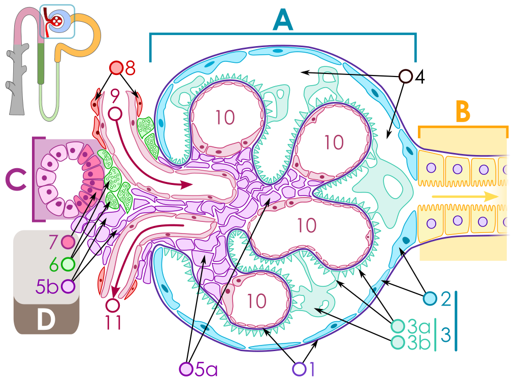 File:1024px-Renal corpuscle.svg.png