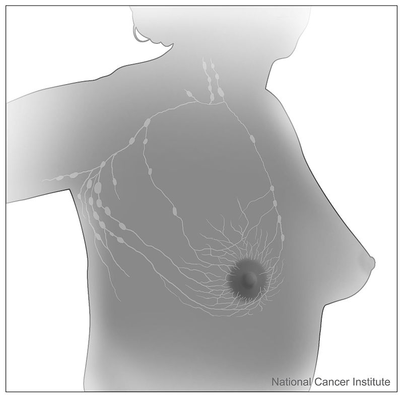 File:Breast lymphatic drainage system.jpg