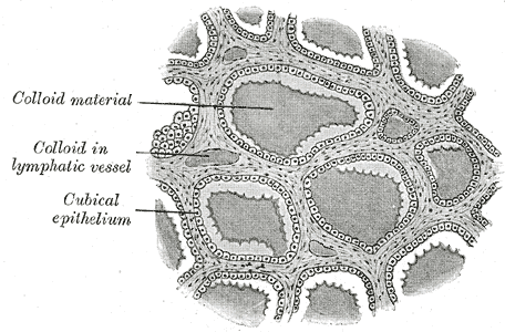 Section of thyroid gland of sheep. X 160.