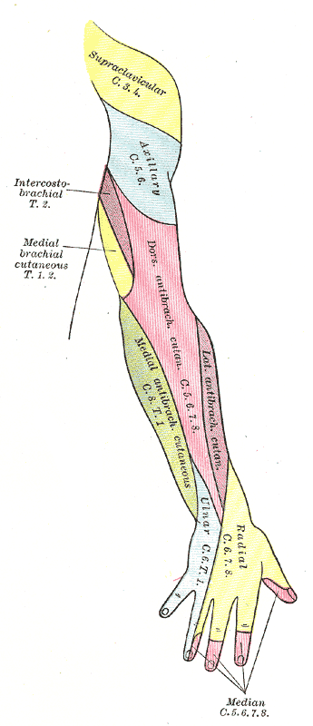 Diagram of segmental distribution of the cutaneous nerves of the right upper extremity. Posterior view.