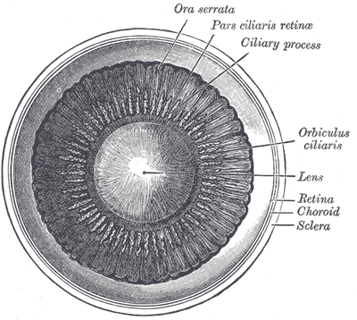 Interior of anterior half of bulb of eye.