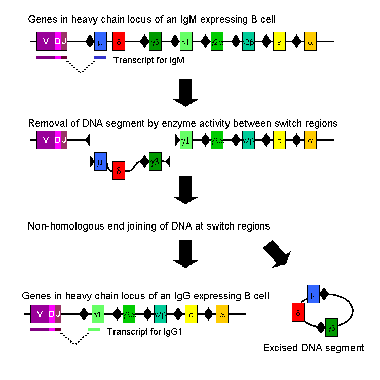 Mechanism of class-switch recombination that allows isotype switching in activated B cells[10]