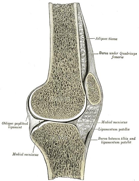 Sagittal section of right knee-joint.