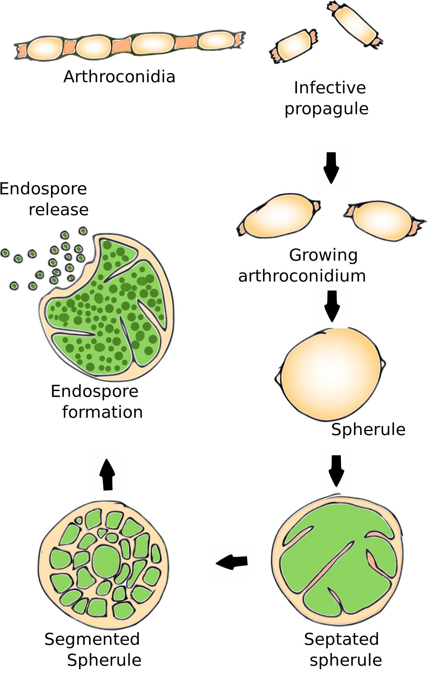 Life cycle of coccidiodes