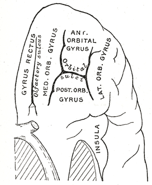 Orbital surface of left frontal lobe.
