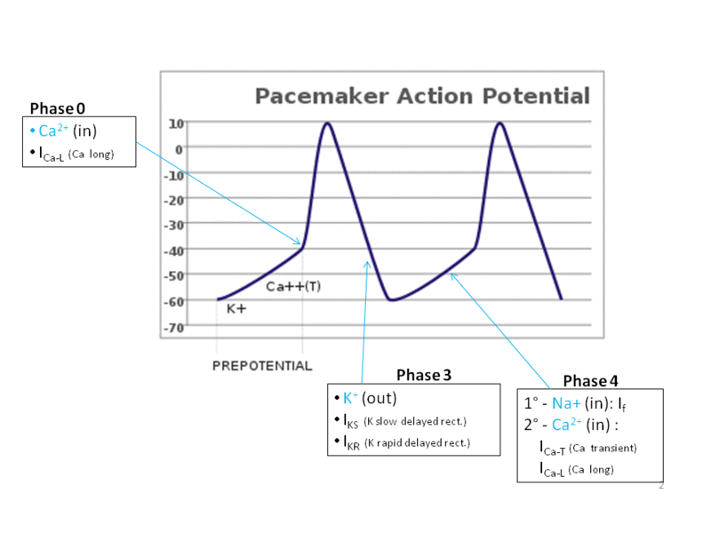 The cardiac action potential has five phases.