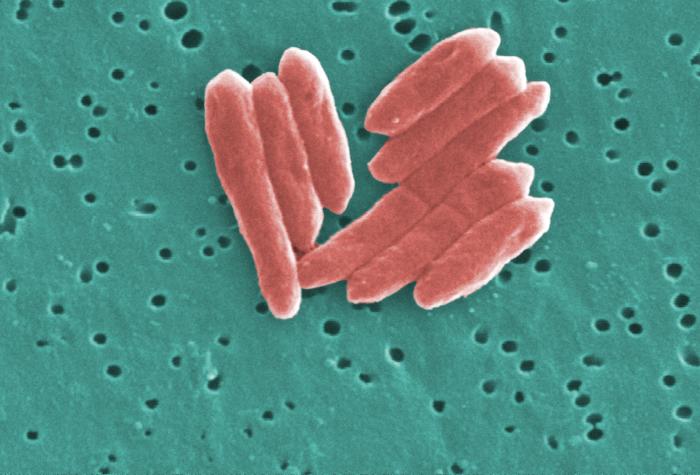 This digitally-colorized scanning electron micrograph (SEM) depicted a small grouping of Gram-negative Sebaldella termitidis bacteria. From Public Health Image Library (PHIL). [7]