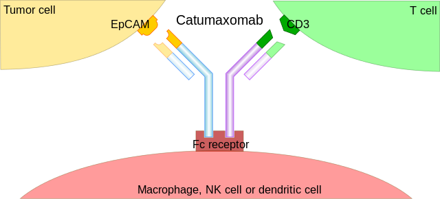 Catumaxomab mechanism.png