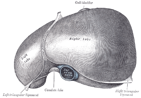 Frontal view from Gray's Anatomy (1918)