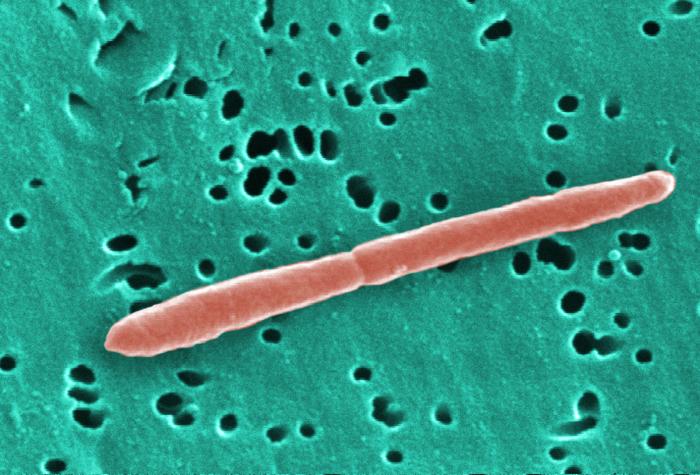 This digitally-colorized scanning electron micrograph (SEM) depicted a Gram-negative Sebaldella termitidis bacterium, which was in the process of dividing into two separate organisms. From Public Health Image Library (PHIL). [8]