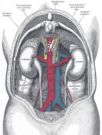 Kidneys from behind.jpg
