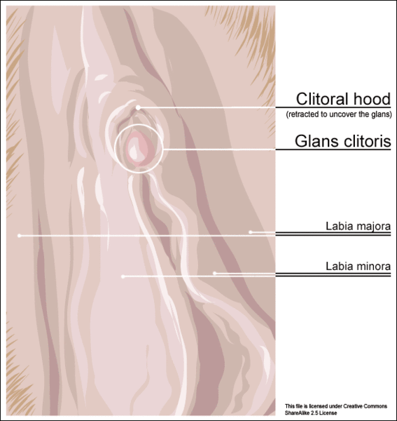 Outer anatomy of clitoris.