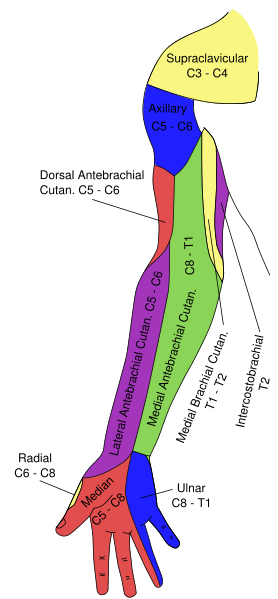 Diagram of segmental distribution of the cutaneous nerves of the right upper extremity. Anterior view.
