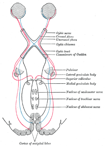Scheme showing central connections of the optic nerves and optic tracts.