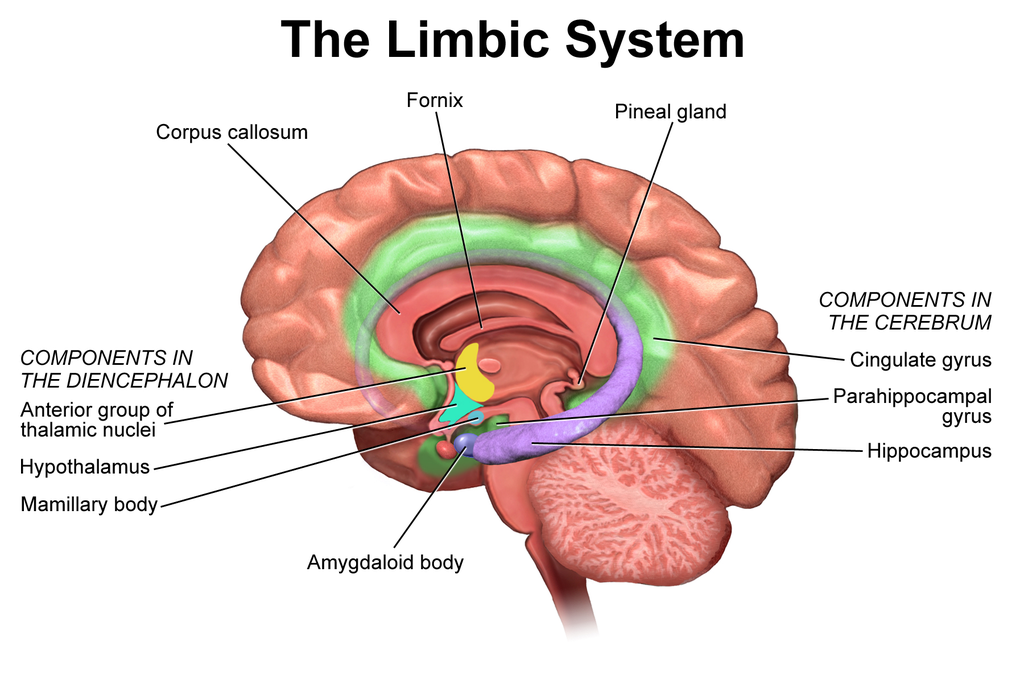 File:Limbic system...png