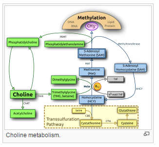 Choline Metabolism.png