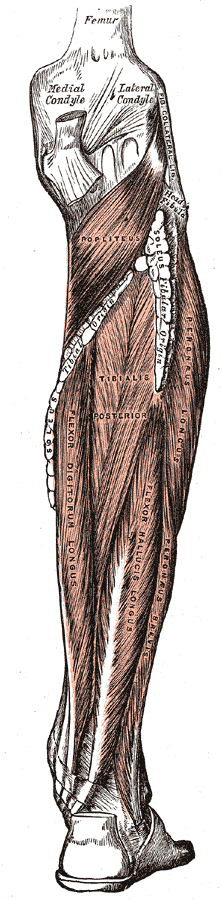 Muscles of the back of the leg. Deep layer.