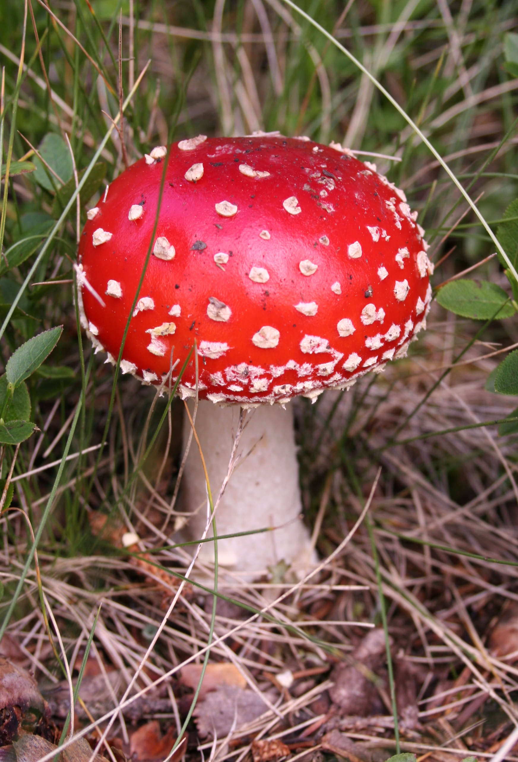 Fly agaric (Amanita muscaria) is one of the natural products toxic to the liver